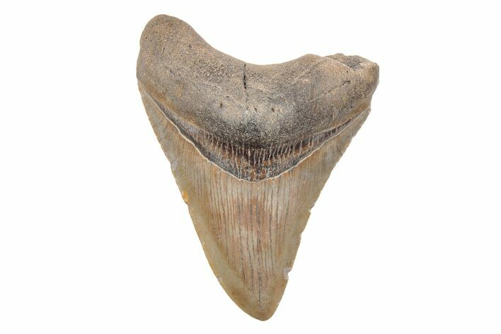 Fossil Megalodon Tooth - North Carolina #202203